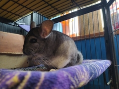 Chinchilla lanigera