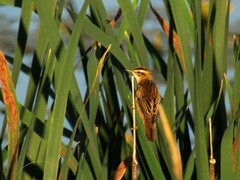 Acrocephalus schoenobaenus