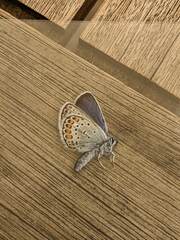 Plebejus argus