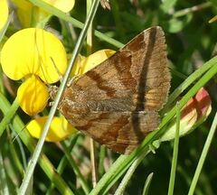 Euclidia glyphica