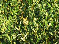 Acrocephalus schoenobaenus