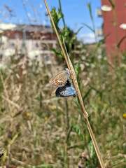 Plebejus argus