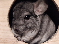 Chinchilla lanigera