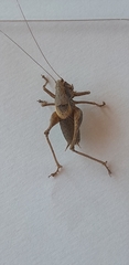 Pholidoptera griseoaptera