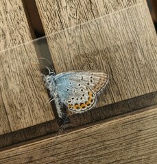 Plebejus argus
