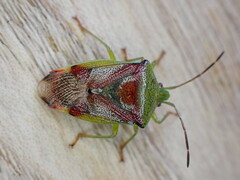 Elasmostethus interstinctus