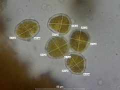 Puccinia poarum
