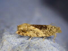 Epinotia nisella