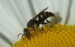 Oxybelus mandibularis