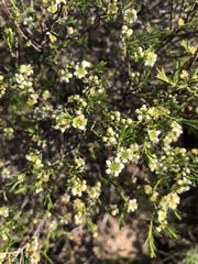 Diosma oppositifolia
