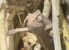 Chamaeleo chamaeleon chamaeleon