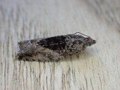 Epinotia nisella