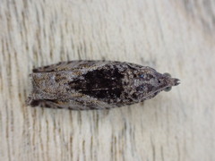 Epinotia nisella