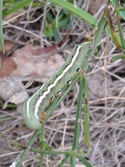 Macroglossum stellatarum