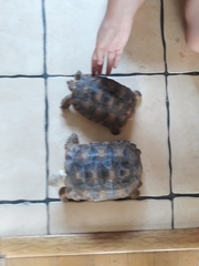 Centrochelys sulcata