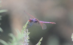 Trithemis annulata