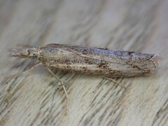 Agriphila geniculea