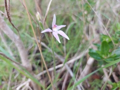 Caladenia latifolia
