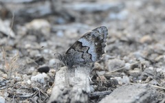 Hipparchia statilinus