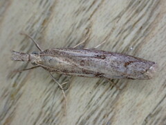 Agriphila geniculea