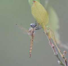 Trithemis annulata