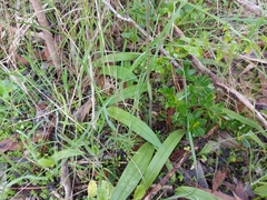 Caladenia latifolia