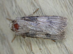 Agrotis puta