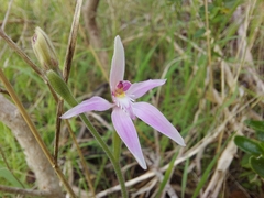 Caladenia latifolia