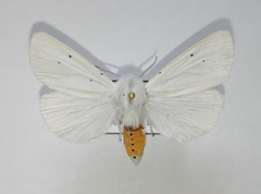Spilosoma urticae