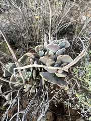 Cotyledon