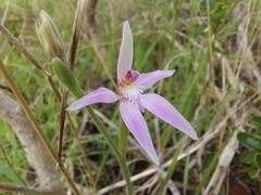 Caladenia latifolia