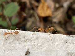 Oecophylla smaragdina