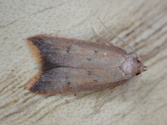 Tachystola acroxantha