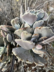 Cotyledon