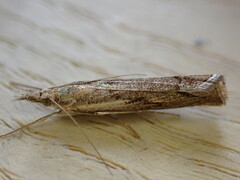 Agriphila geniculea