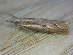 Agriphila geniculea