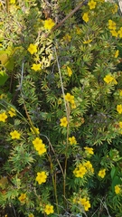 Dasiphora fruticosa