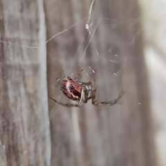 Araneae