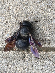 Xylocopa
