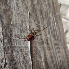 Araneae