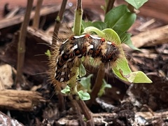 Acronicta rumicis