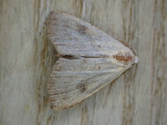 Rivula sericealis