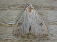 Rivula sericealis
