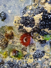 Actinia equina