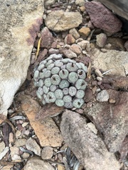 Conophytum