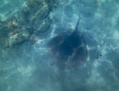 Trygonoptera imitata