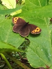 Erebia