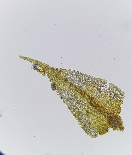 Image of Campyliadelphus chrysophyllus by (c) Helen Waterman, some rights reserved (CC BY)