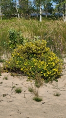 Dasiphora fruticosa