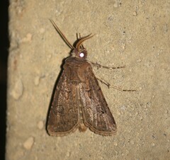 Agrotis bigramma